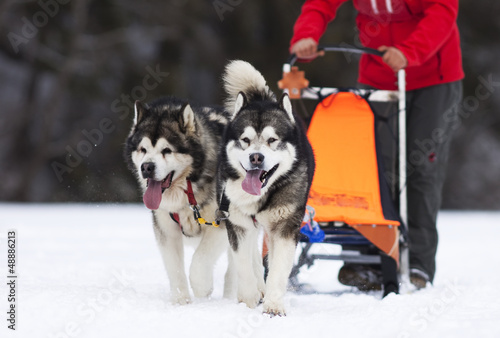 Photo: sled dog race siberian huskies sled dog race siberian huskies