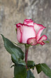 Photo: Rose Rose