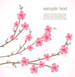 Cherry blossom card