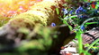 Video: Closeup scilla siberica flower near logs. Closeup scilla siberica flower near logs.
