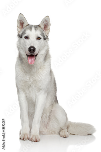 Photo: Siberian Husky on white background Siberian Husky on white background