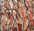 Texture old barck of red tree