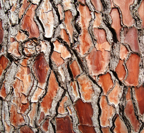Photo: Texture old barck of red tree Texture old barck of red tree