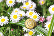 Gartenidylle