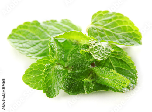 Photo: Mint isolated on white Mint isolated on white