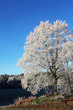 Baum mit Raureif