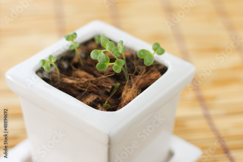 Photo: Kaiware Kaiware