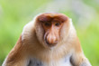 A proboscis monkey, Sandakan.