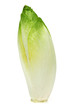Endive
