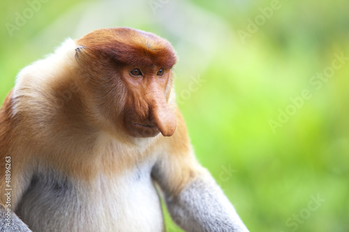 Photo: A proboscis monkey, Sandakan. A proboscis monkey, Sandakan.