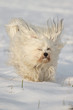 Hund mit Segelohren