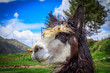 portrait of spitting llama