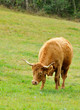 vache salers