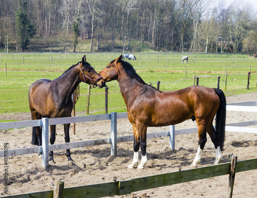 Photo: Two horses behind a farm fence Two horses behind a farm fence
