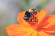 syrphidae