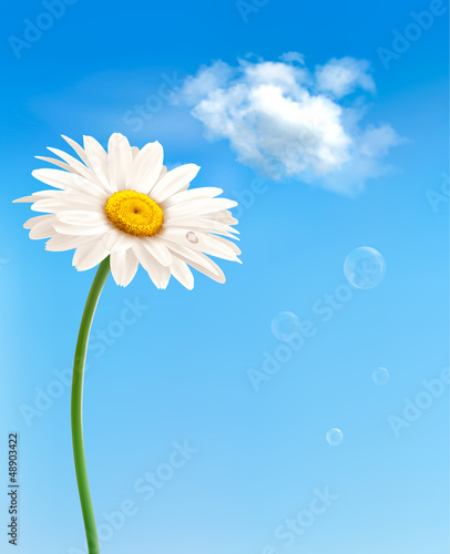 Vector: Beautiful white daisy in front of the blue sky. Vector. Beautiful white daisy in front of the blue sky. Vector.