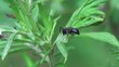 black ant crawling on a plant