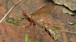 footage of a wasp cleaning itself on wood