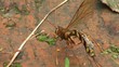wasp cleaning itself on wood