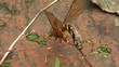 macro footage of a wasp cleaning itself on wood