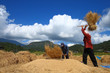 thai farmers are threshing the grain