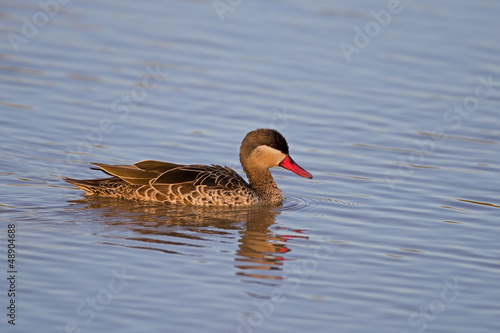 Photo: Red-billed teal; Anas erythrorhyncha Red-billed teal; Anas erythrorhyncha