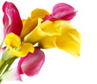 Bunch of yellow and pink cala lilies