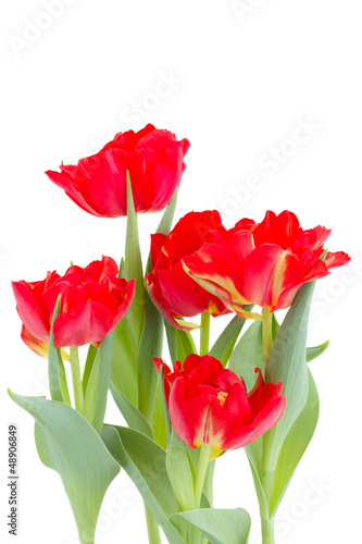 Photo: bouquet of red tulips bouquet of red tulips