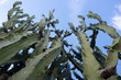 Cactus with blue sky background