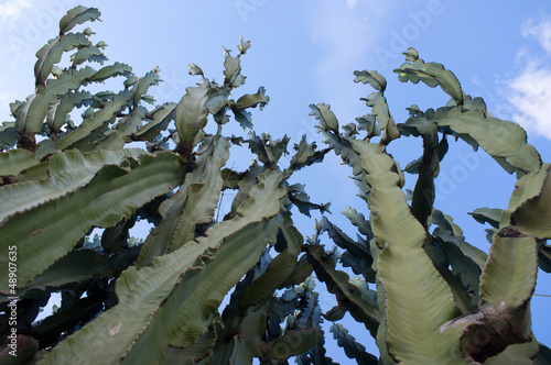 Photo: Cactus with blue sky background Cactus with blue sky background