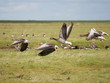 Greylag Goose