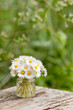 Foto: Endlich Frühling, Gänseblümchen, Wiesenblumen, Bellis perennis Endlich Frühling, Gänseblümchen, Wiesenblumen, Bellis perennis