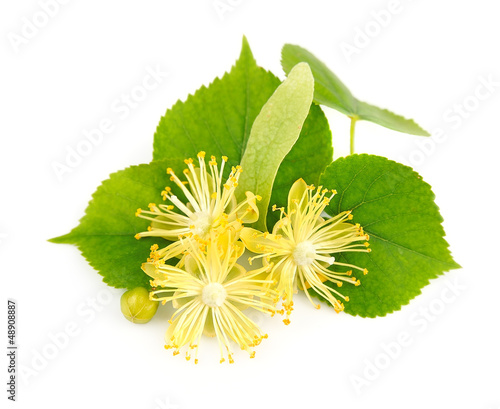 Photo: fresh lime flowers fresh lime flowers