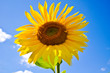 Sonnenblume und Himmel