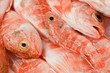 Redfishes