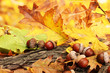 Brown Acorns On Autumn Leaves,...
