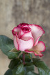 Photo: Rose Rose