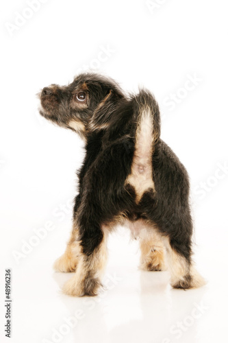 Photo: Puppy Isolated Puppy Isolated