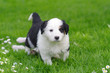 Photo: Puppies Puppies