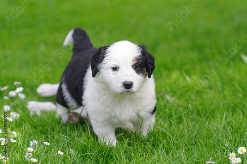 Photo: Puppies Puppies