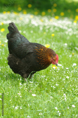 Photo: Hennen Hennen