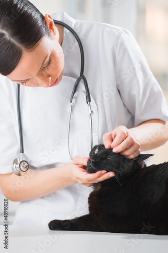 Photo: Veterinarian examining eyes of a cat while doing checkup at clin Veterinarian examining eyes of a cat while doing checkup at clin