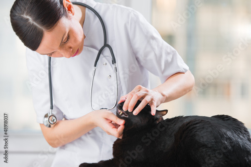 Photo: Veterinarian examining teeth of a cat while doing checkup at cli Veterinarian examining teeth of a cat while doing checkup at cli