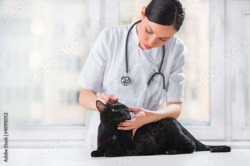Photo: Veterinarian examining ears of a cat while doing checkup at clin Veterinarian examining ears of a cat while doing checkup at clin