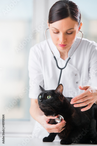 Photo: Veterinarian listening a cat while doing checkup at clinic Veterinarian listening a cat while doing checkup at clinic