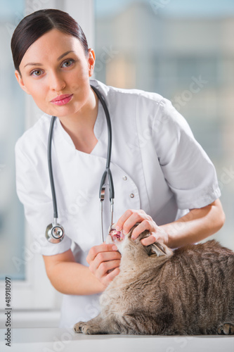 Photo: Veterinarian examining teeth of a cat while doing checkup at cli Veterinarian examining teeth of a cat while doing checkup at cli