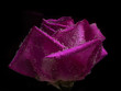 Photo: Red rose closeup under water. holiday card Red rose closeup under water. holiday card