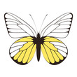White butterfly