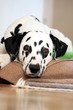 Foto: Dalmatiner Hund döst auf Decke schaut in Kamera Dalmatiner Hund döst auf Decke schaut in Kamera