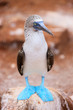 Blue footed booby